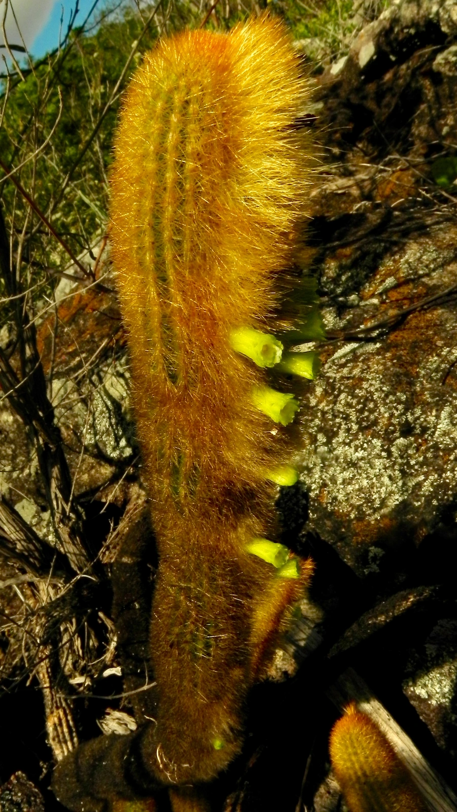 Micranthocereus aureispinus