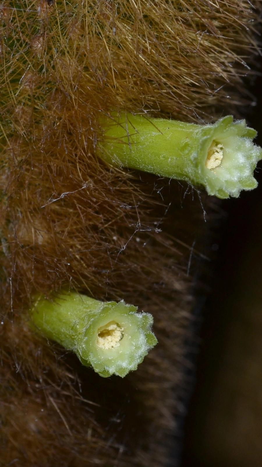 Micranthocereus aureispinus