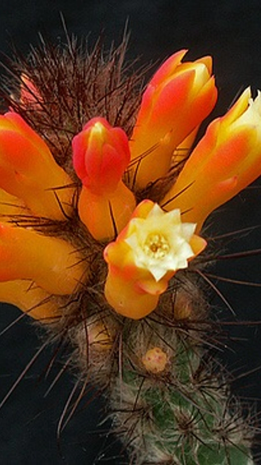 Micranthocereus hofackerianus
