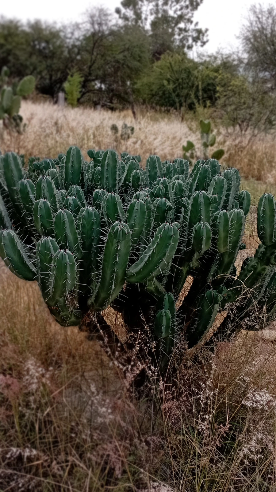 Myrtillocactus geometrizans