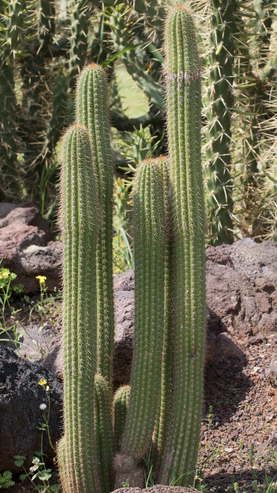 Echinopsis spachiana