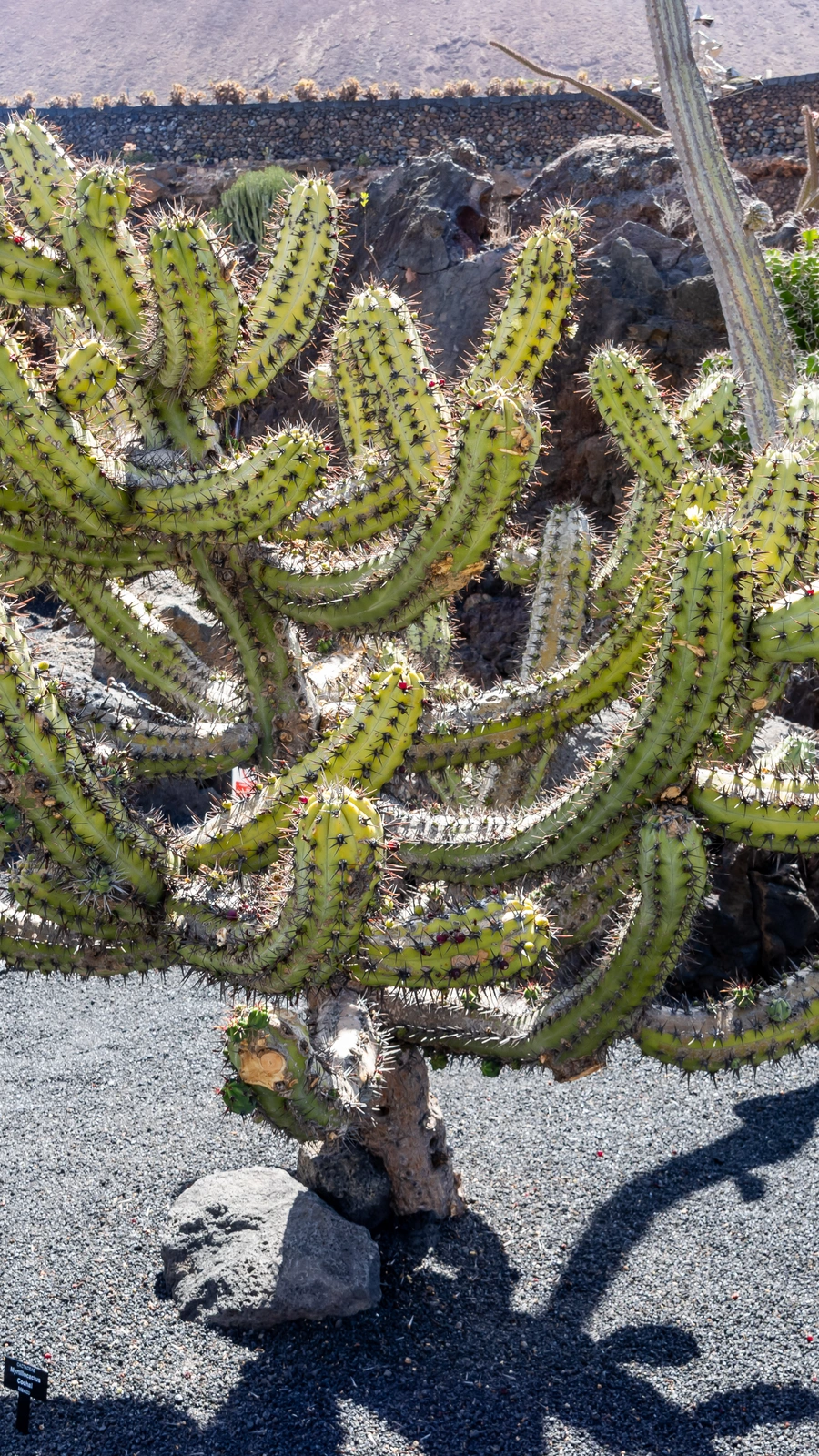 Myrtillocactus cochal