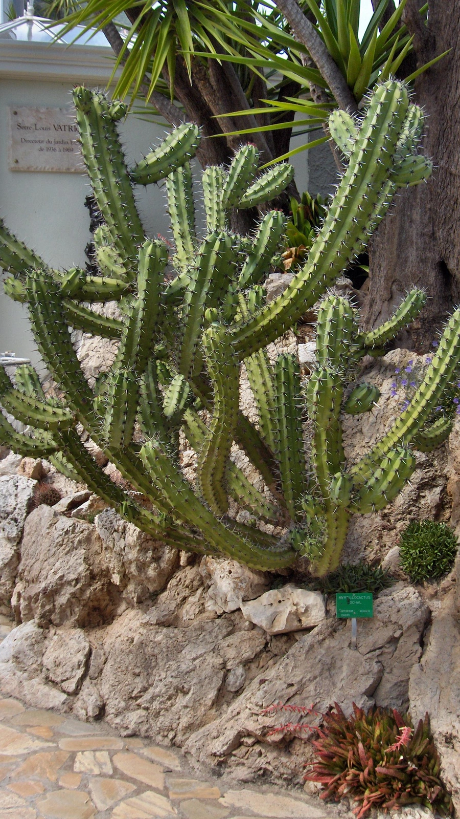 Myrtillocactus cochal