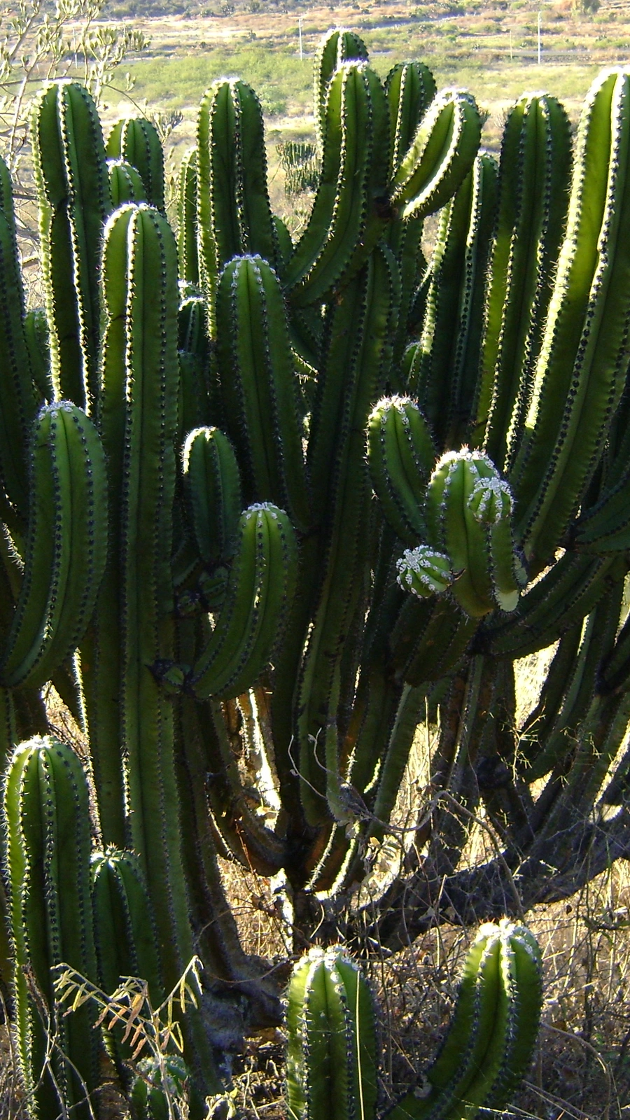 Myrtillocactus schenckii