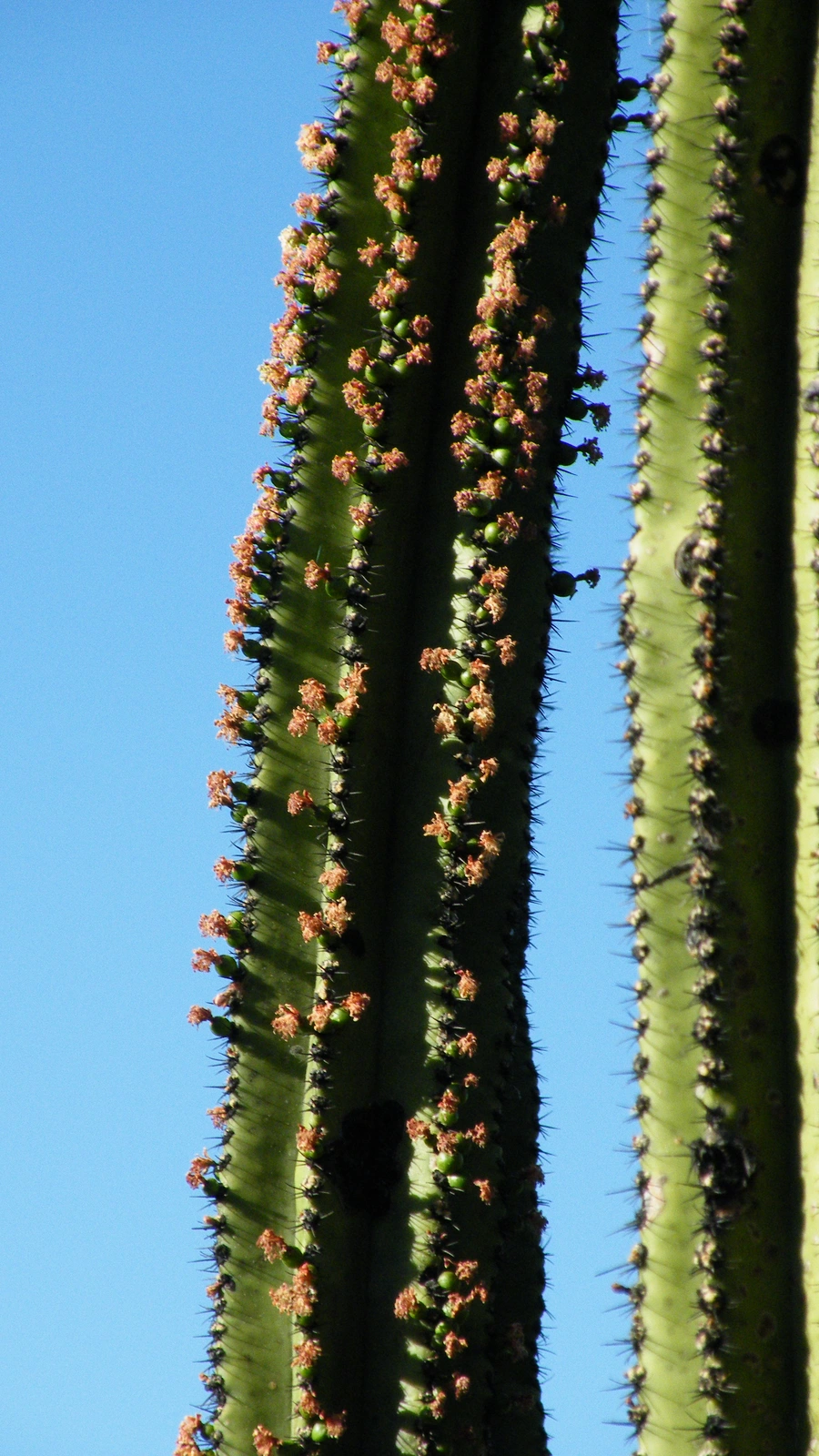 Myrtillocactus schenckii