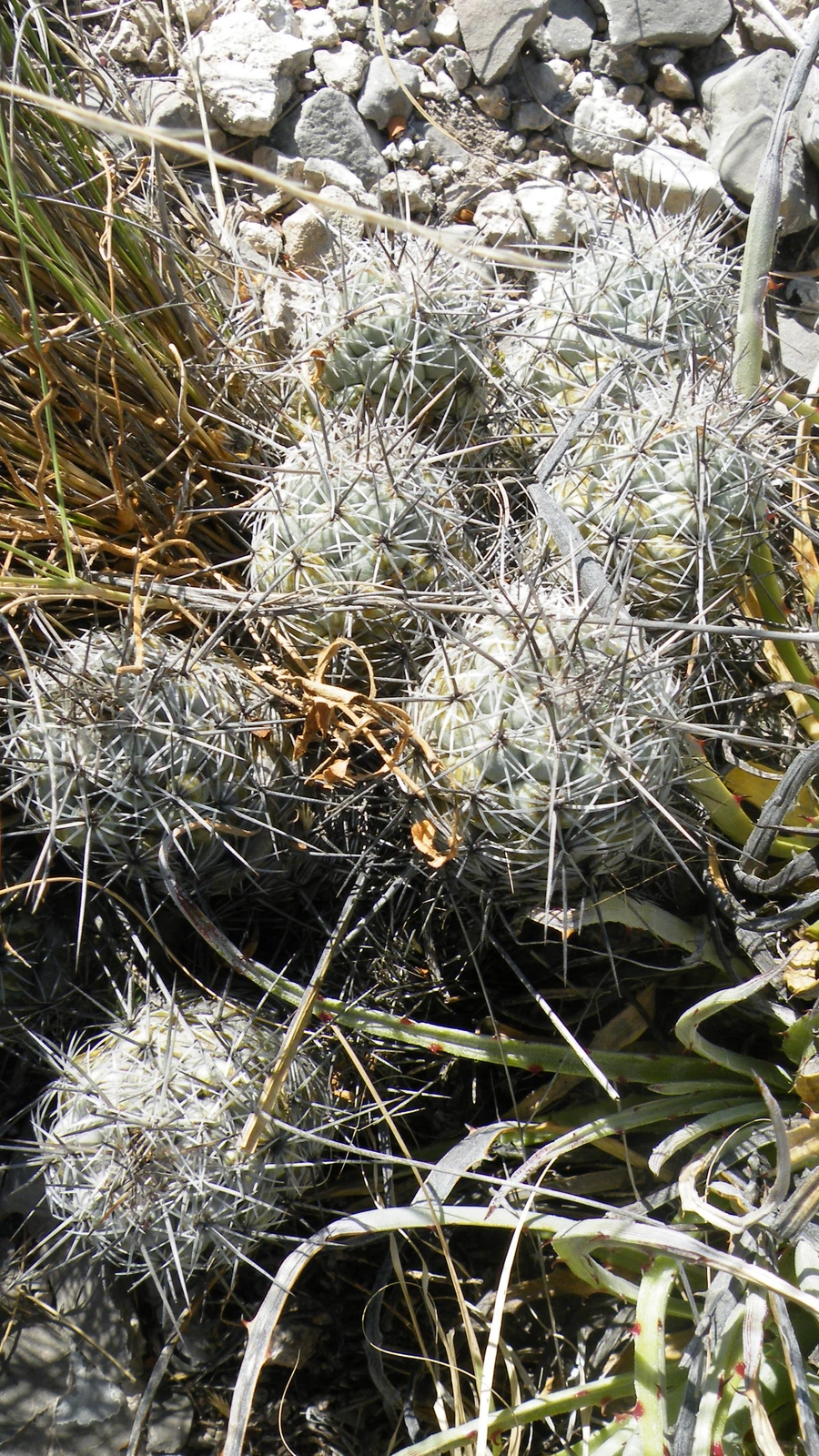 Neolloydia matehualensis