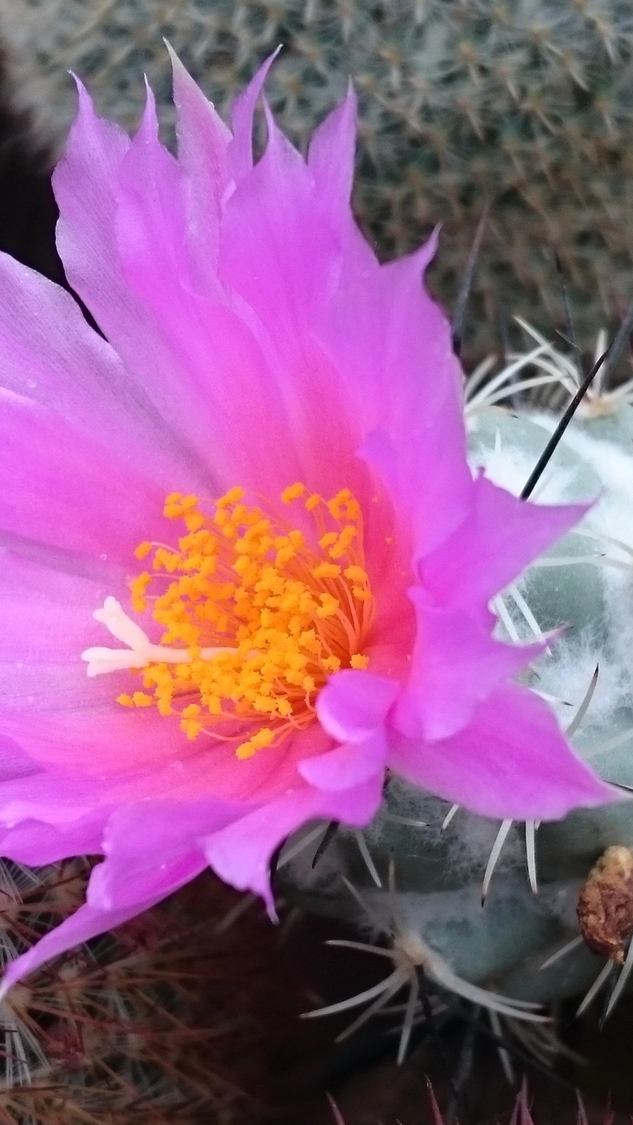 Neolloydia matehualensis
