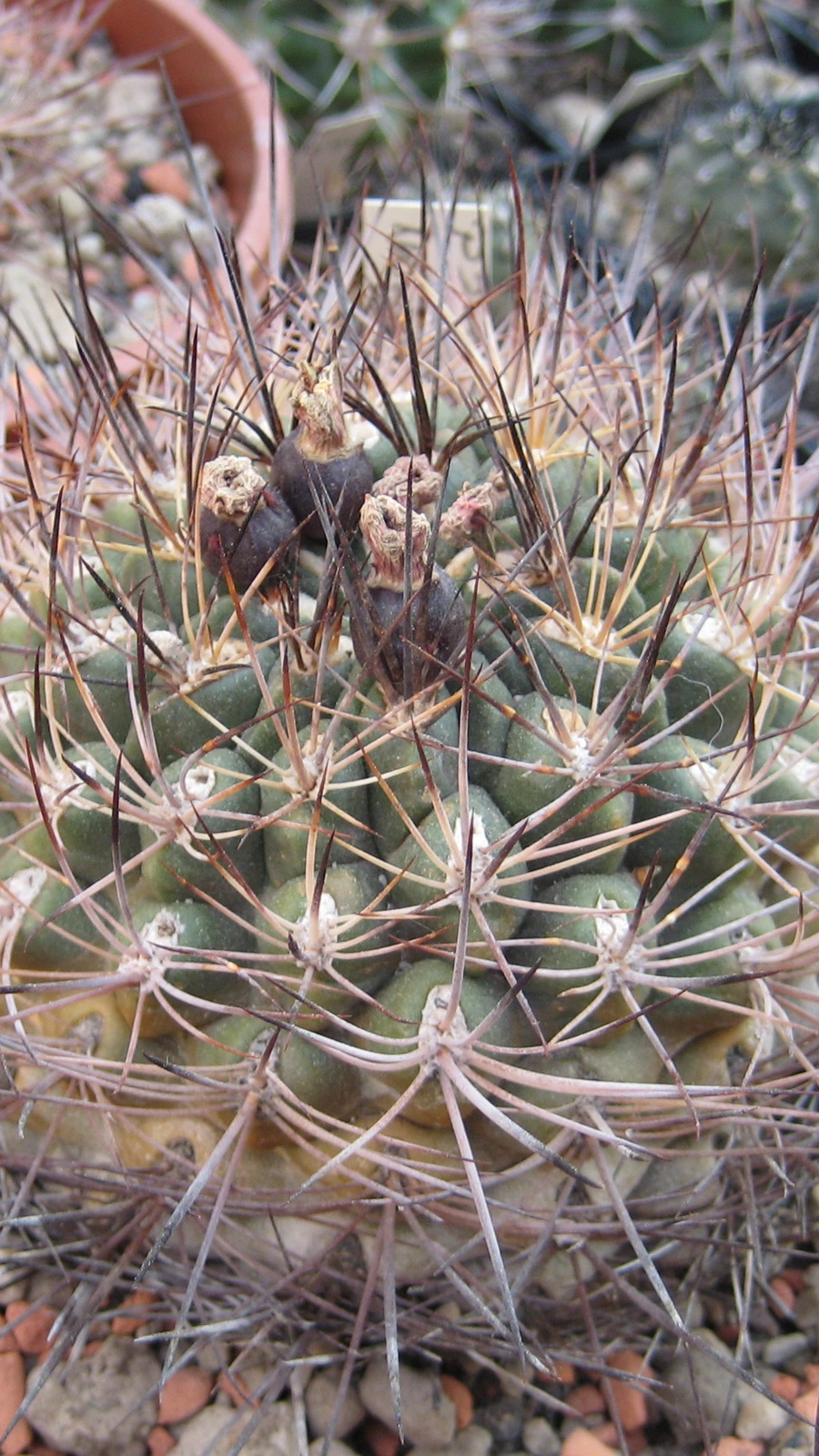 Neowerdermannia chilensis