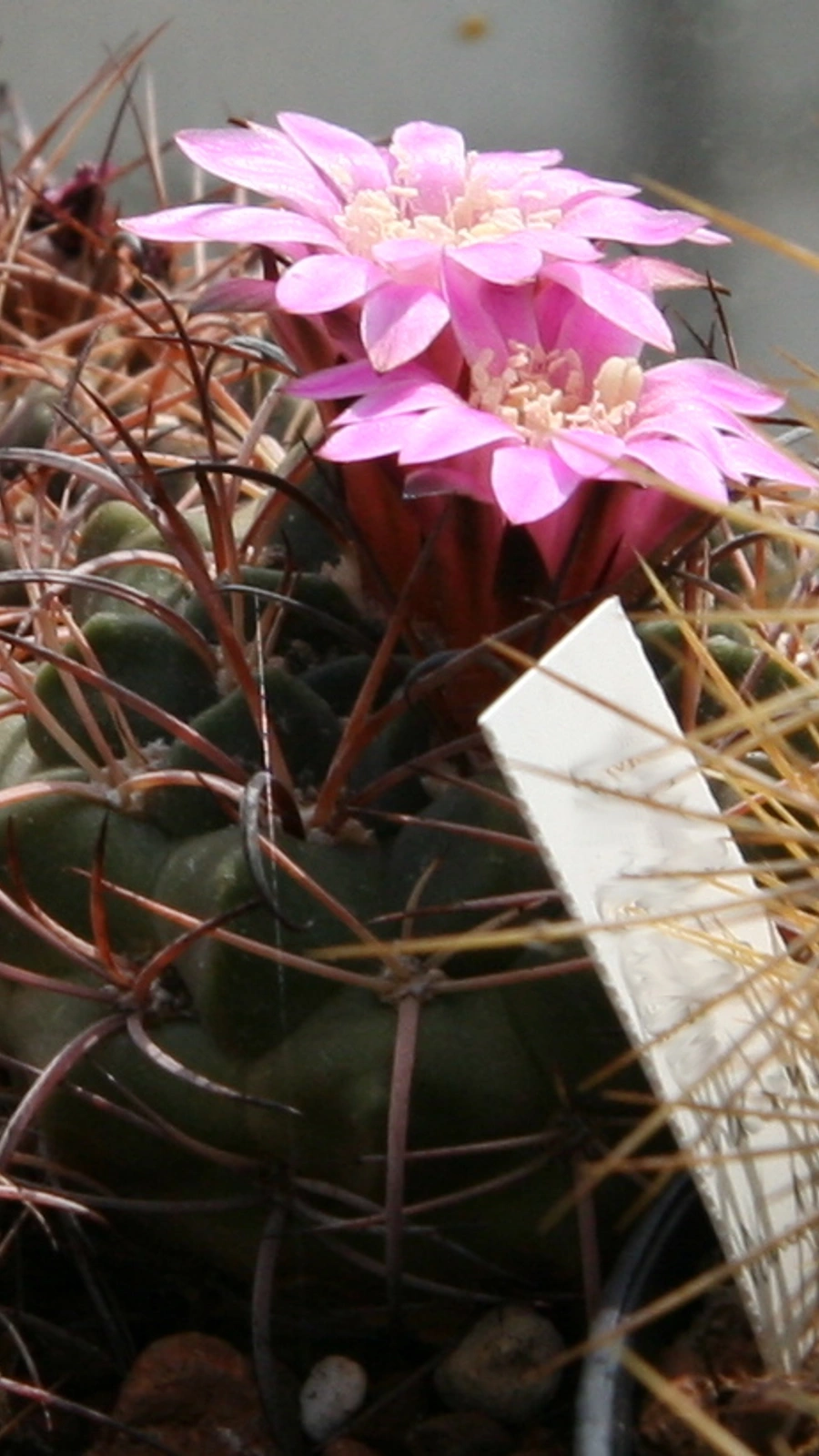 Neowerdermannia chilensis