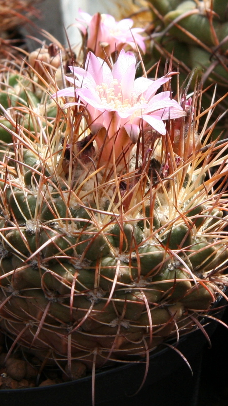 Neowerdermannia vorwerkii