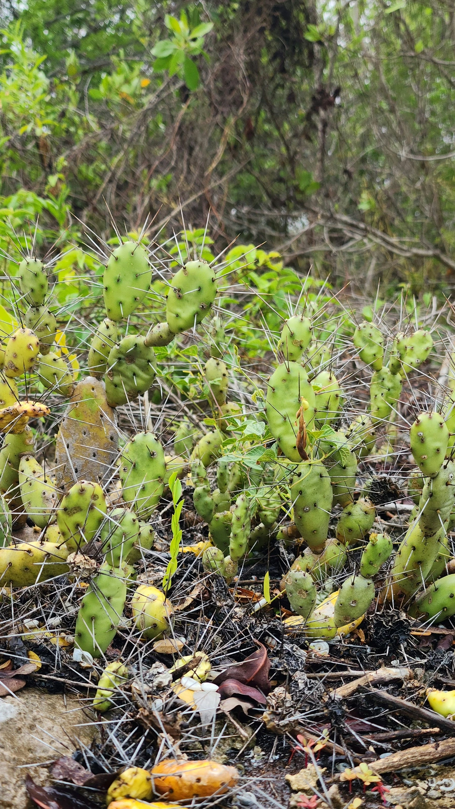 Opuntia abjecta