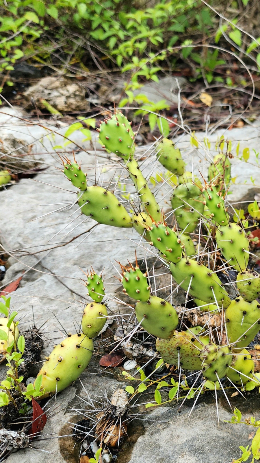 Opuntia abjecta