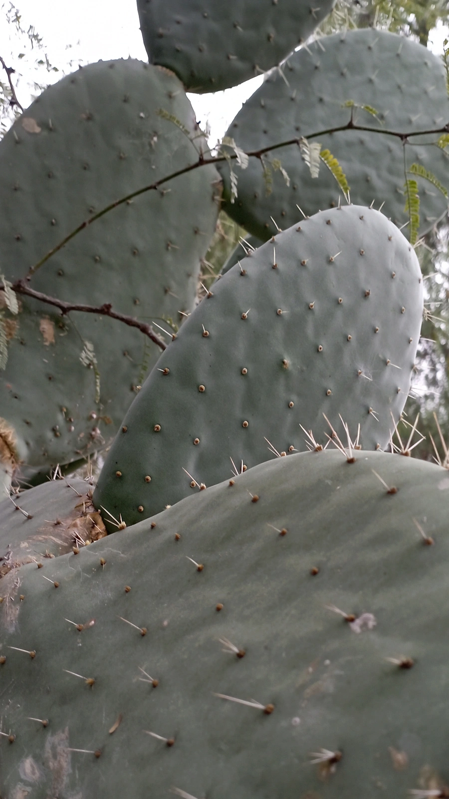 Opuntia amarilla