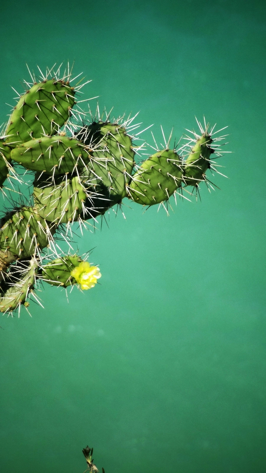 Opuntia amarilla