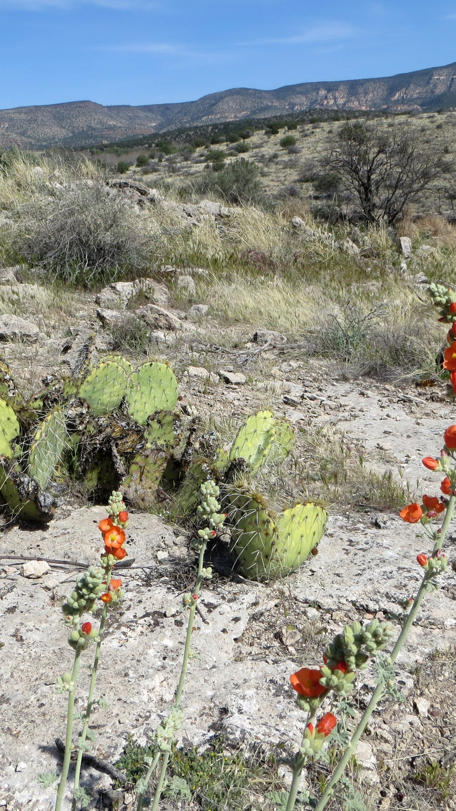 Opuntia ambigua