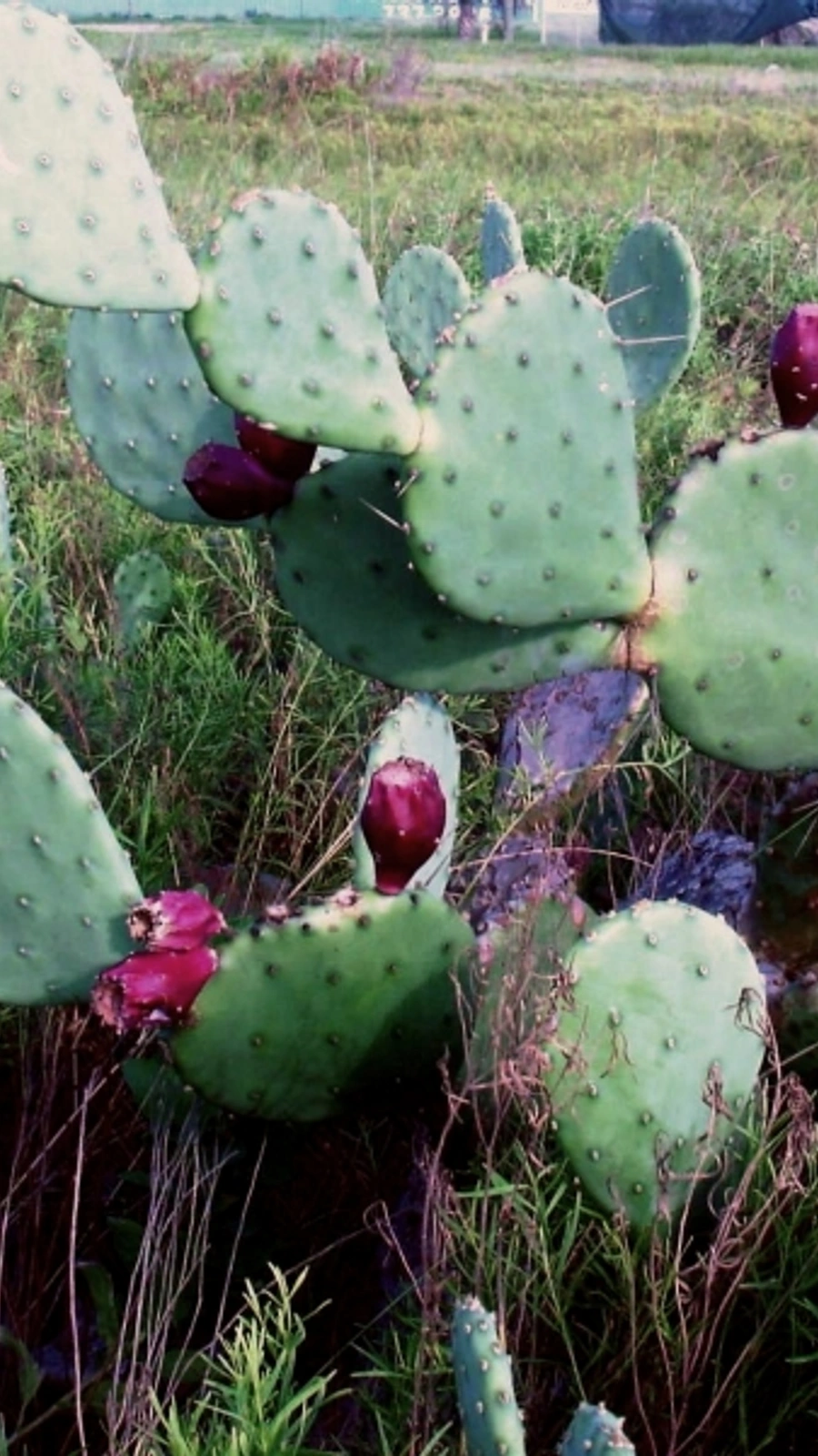 Opuntia anahuacensis