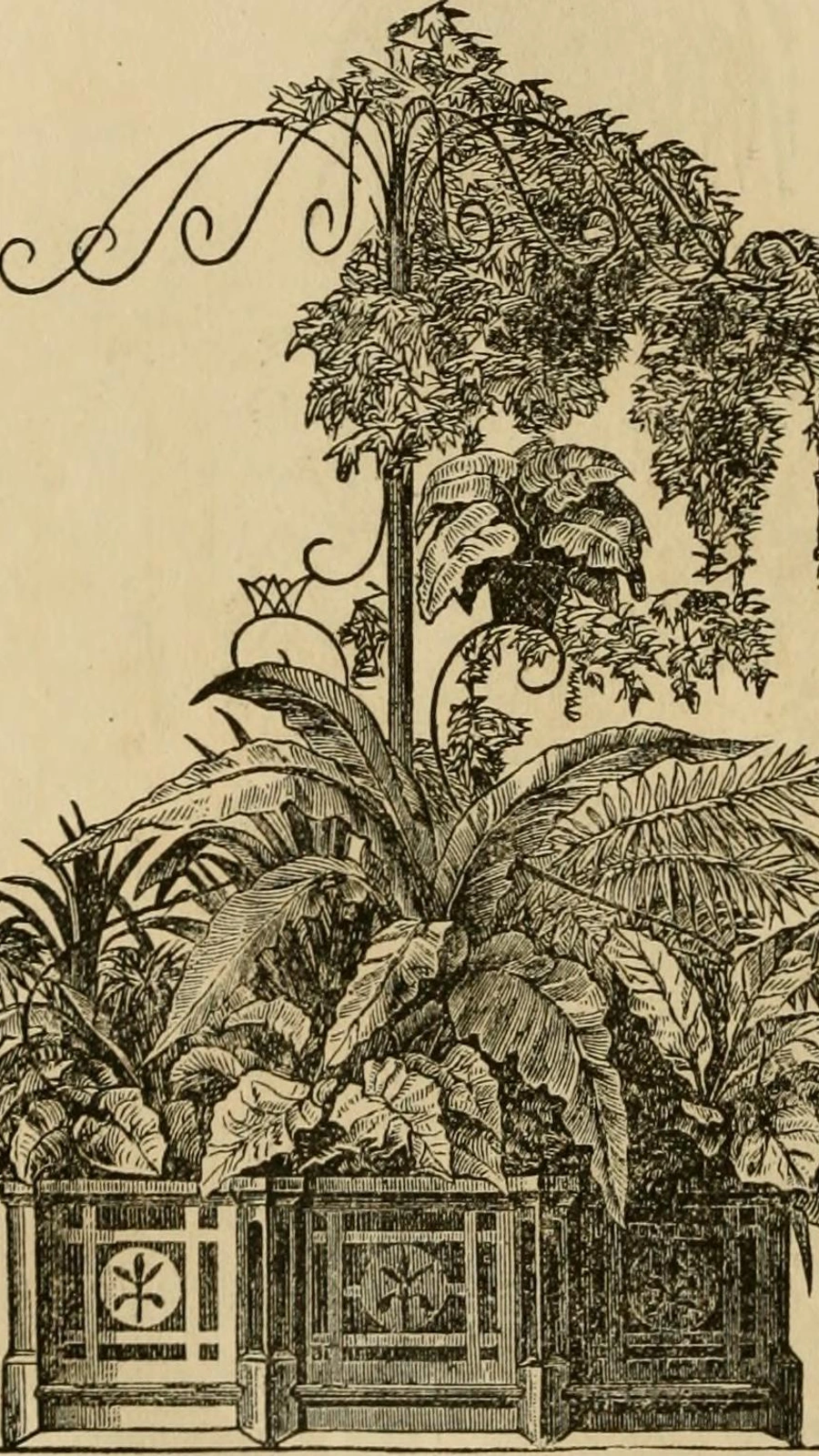 Opuntia arborea