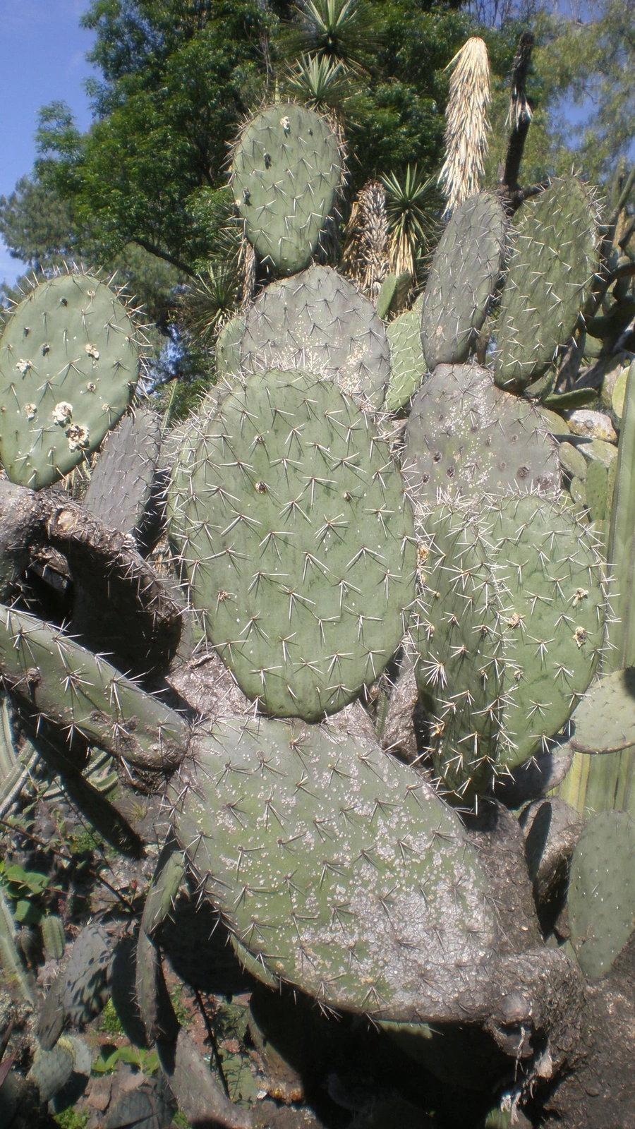 Opuntia atrispina