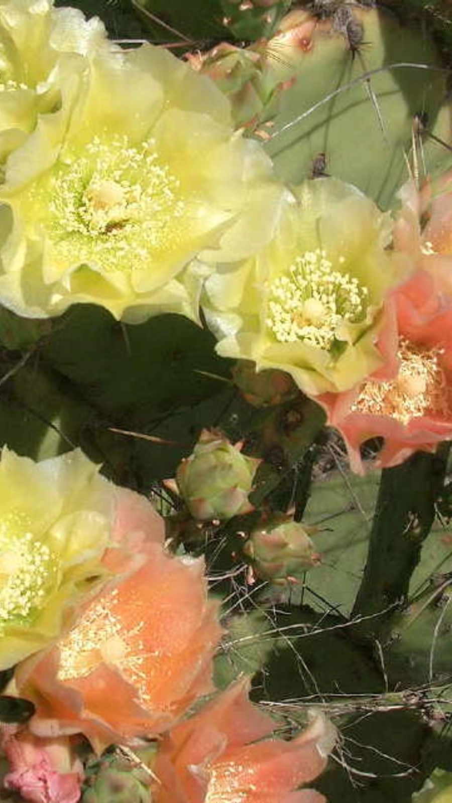 Opuntia atrispina