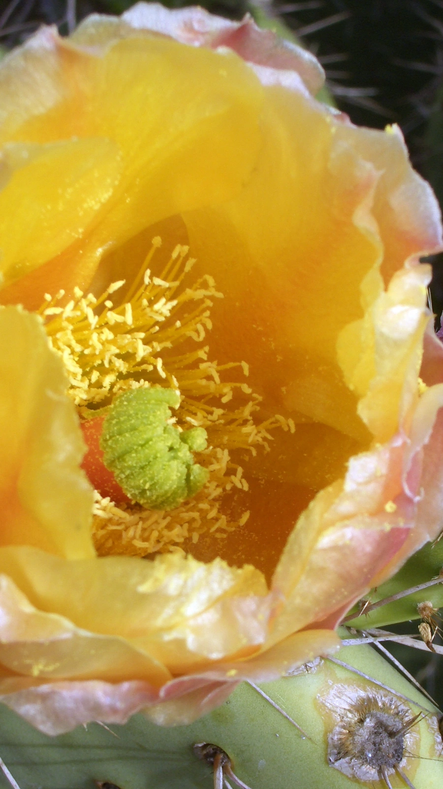 Opuntia aurea