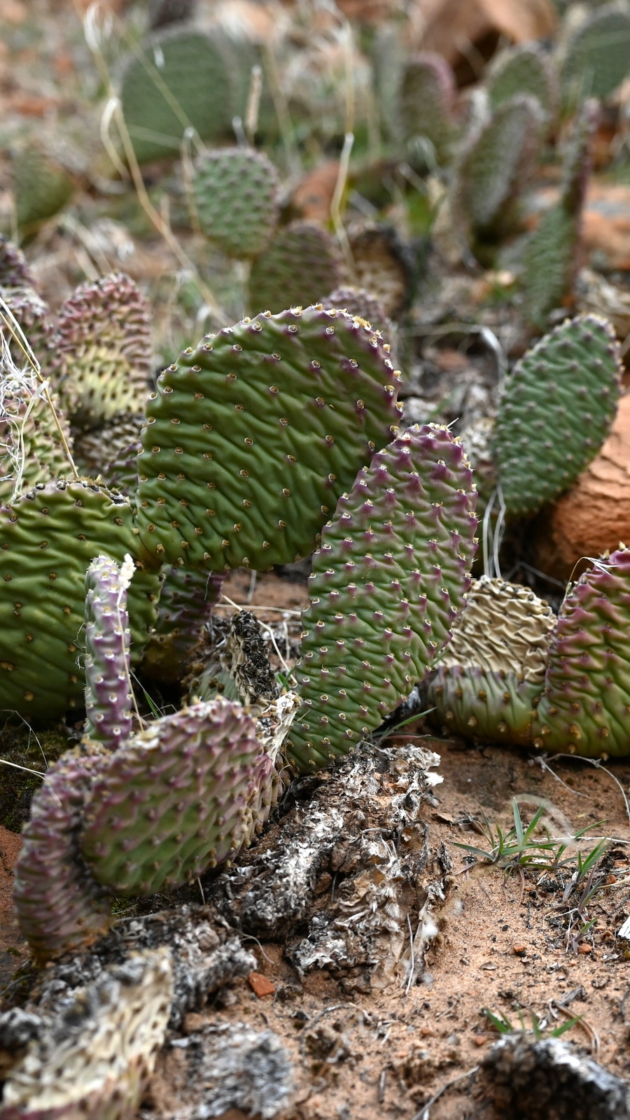 Opuntia aurea