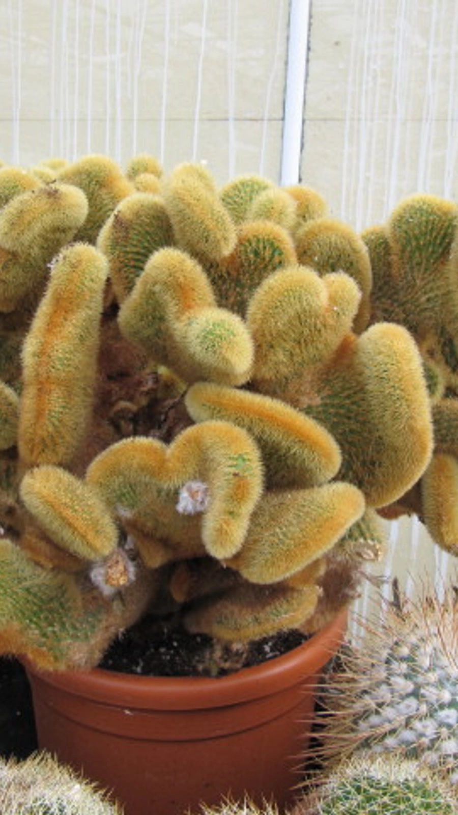 Opuntia aureispina