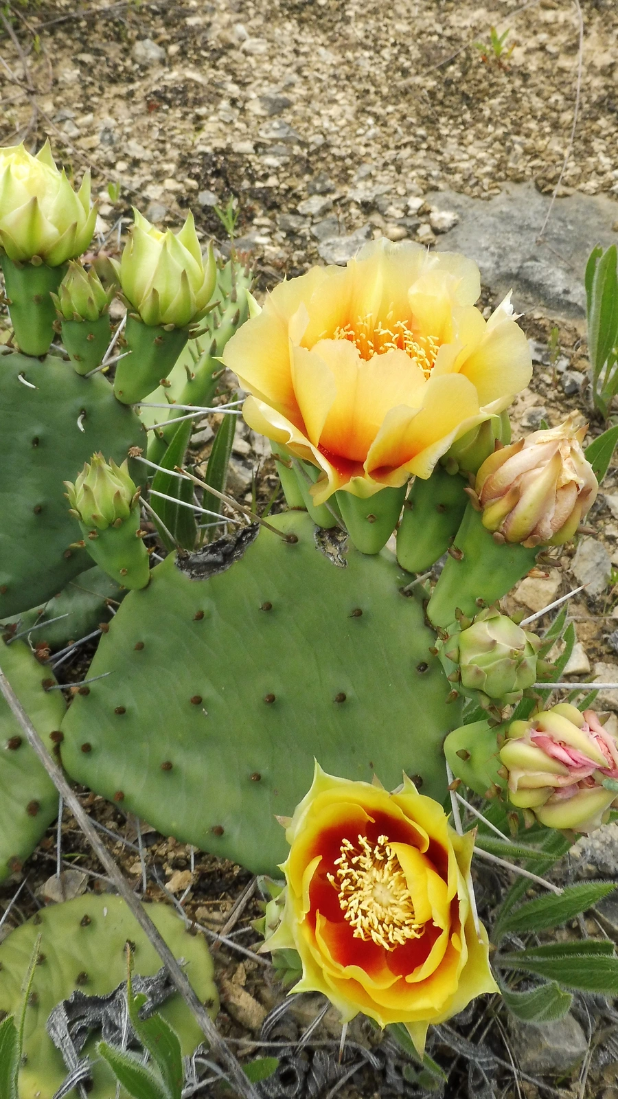 Opuntia cespitosa
