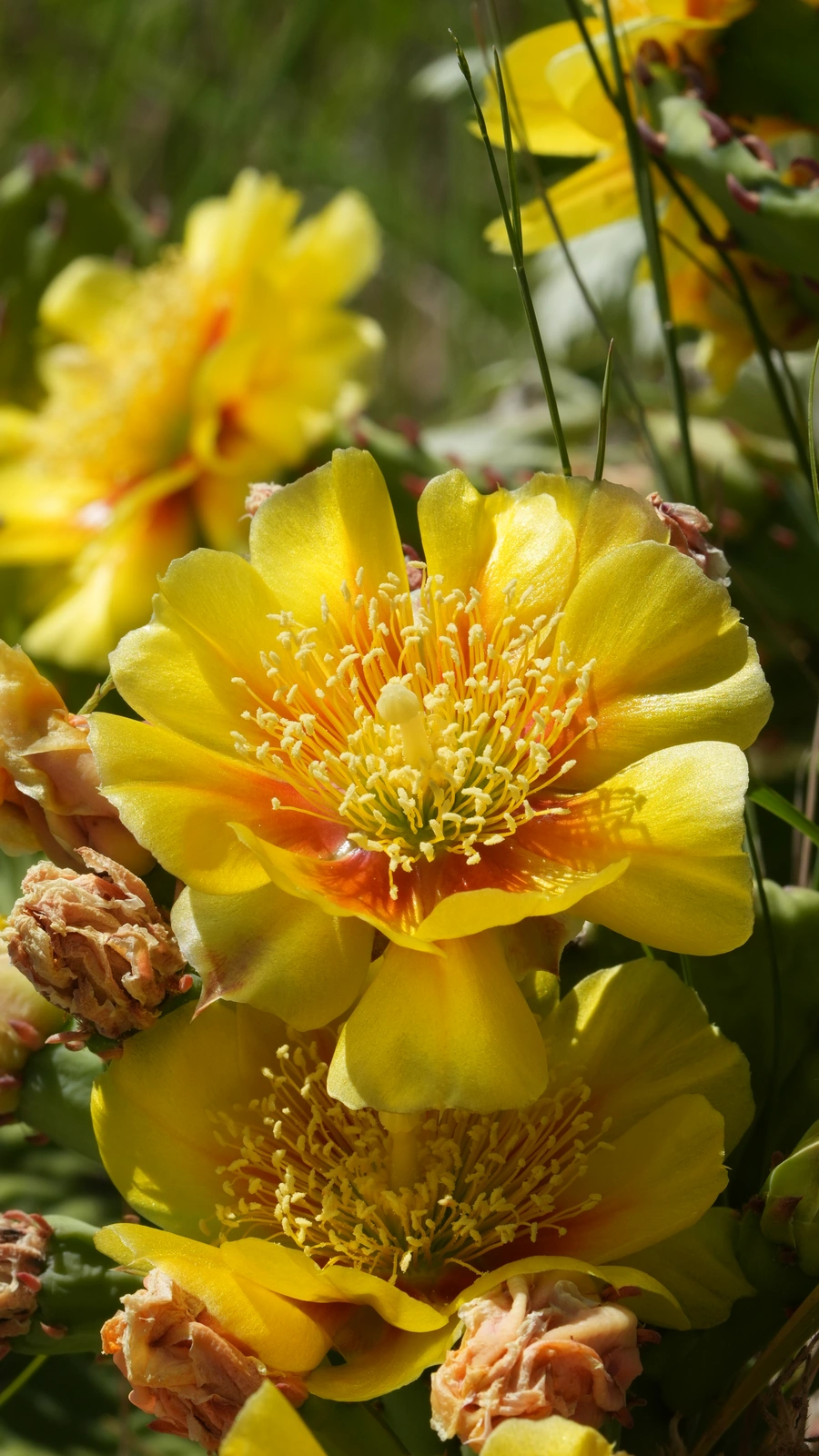 Opuntia cespitosa