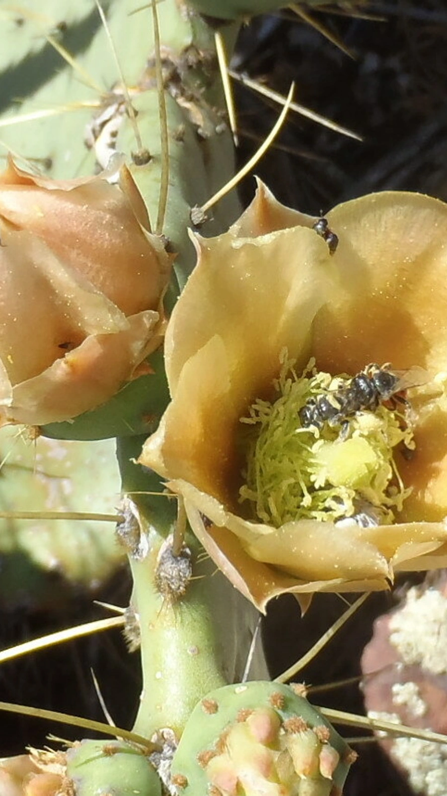 Opuntia chisosensis