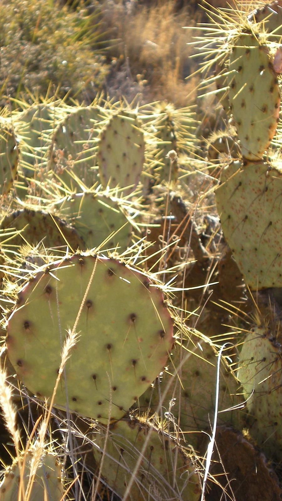 Opuntia chisosensis