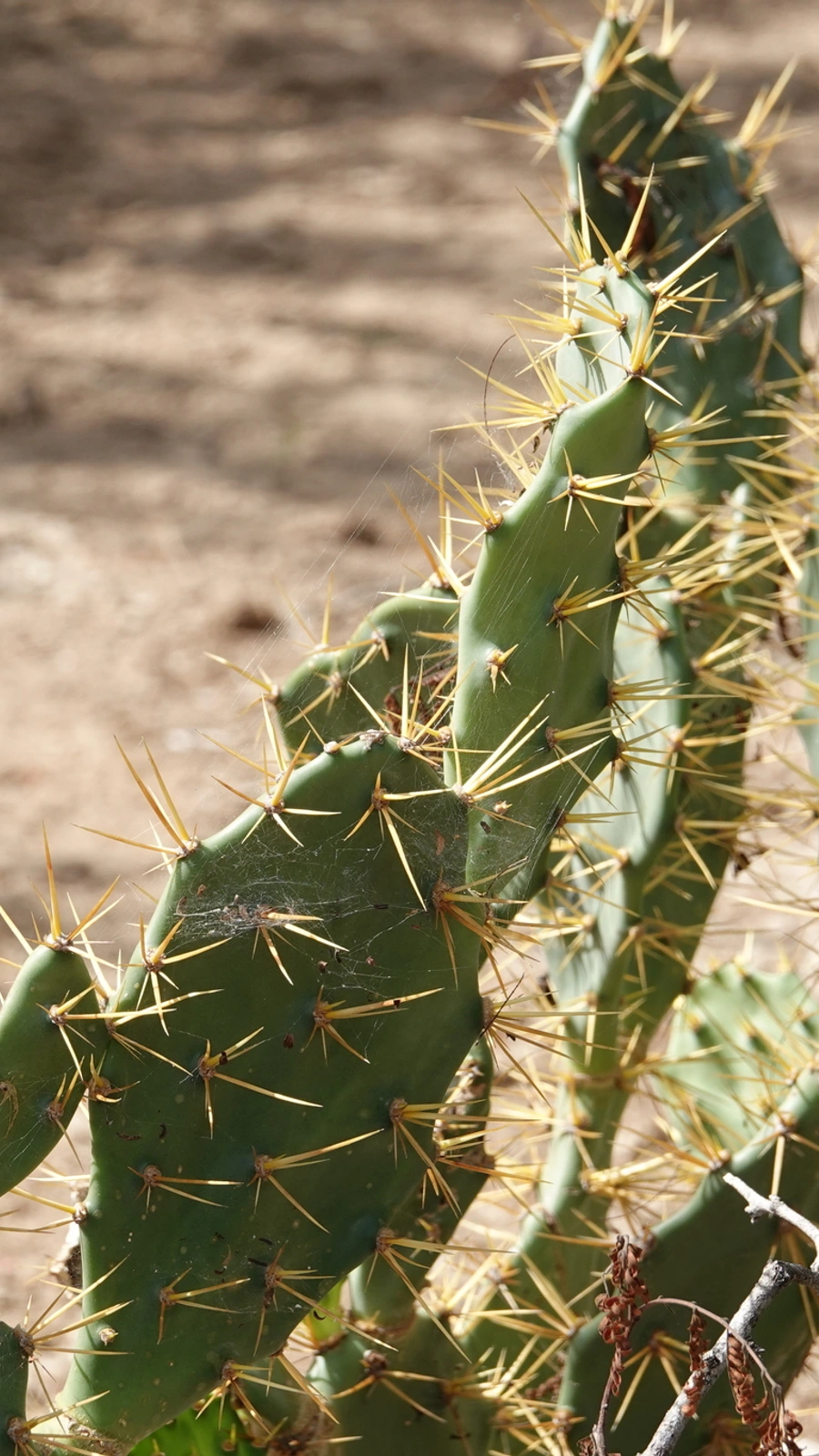Opuntia cubensis