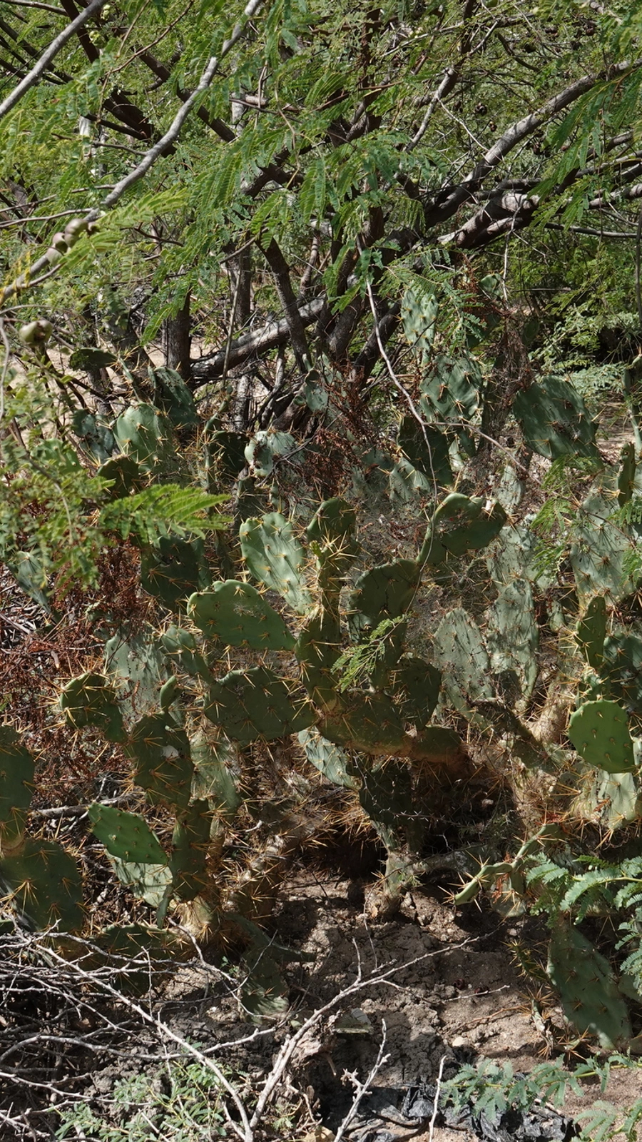 Opuntia cubensis