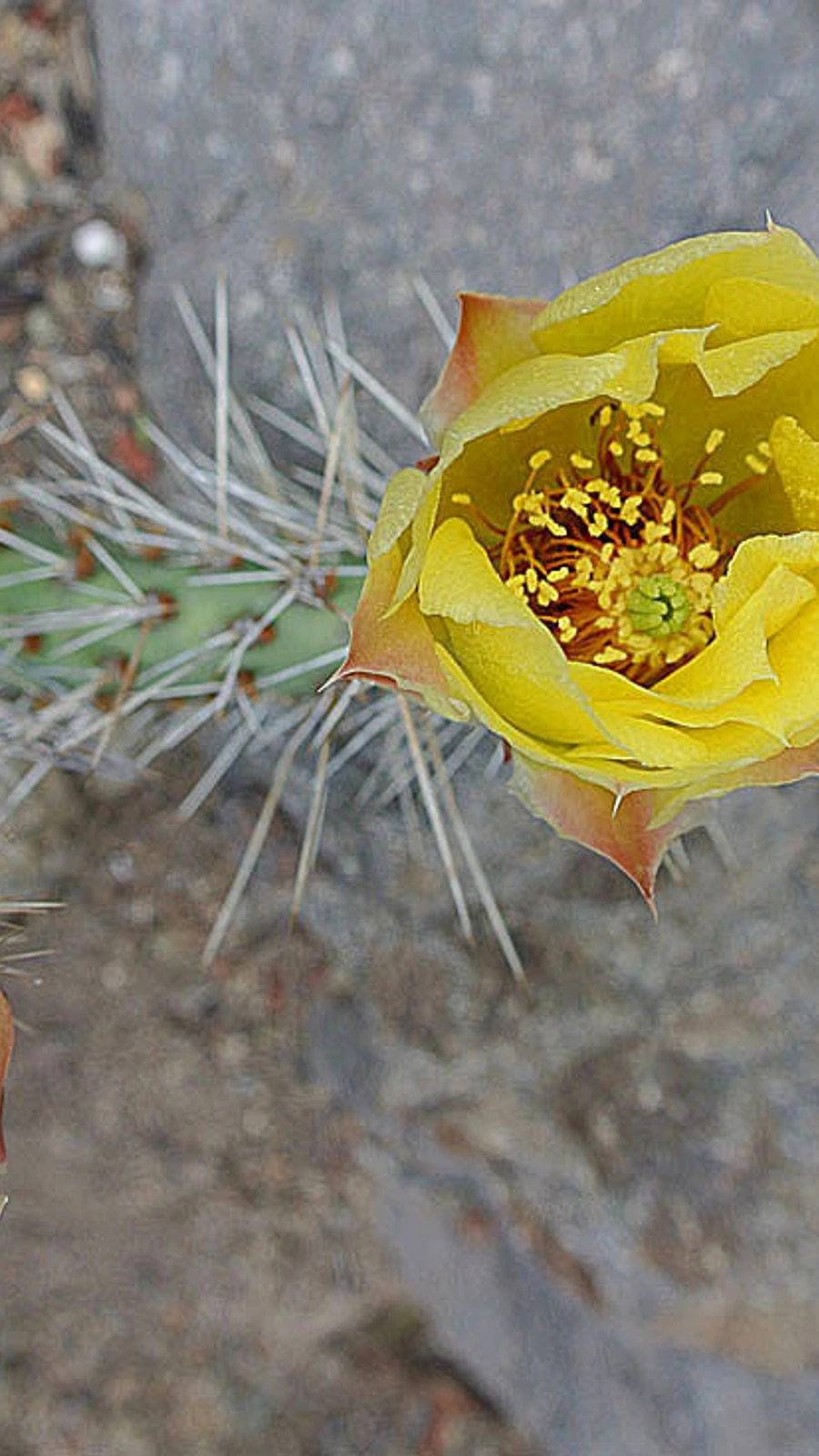 Opuntia cymochila