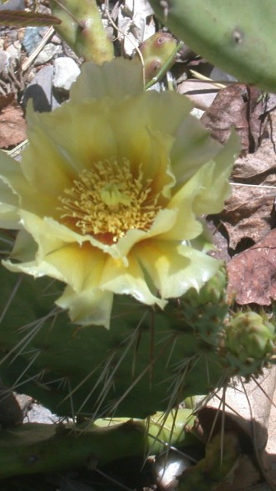 Opuntia cymochila