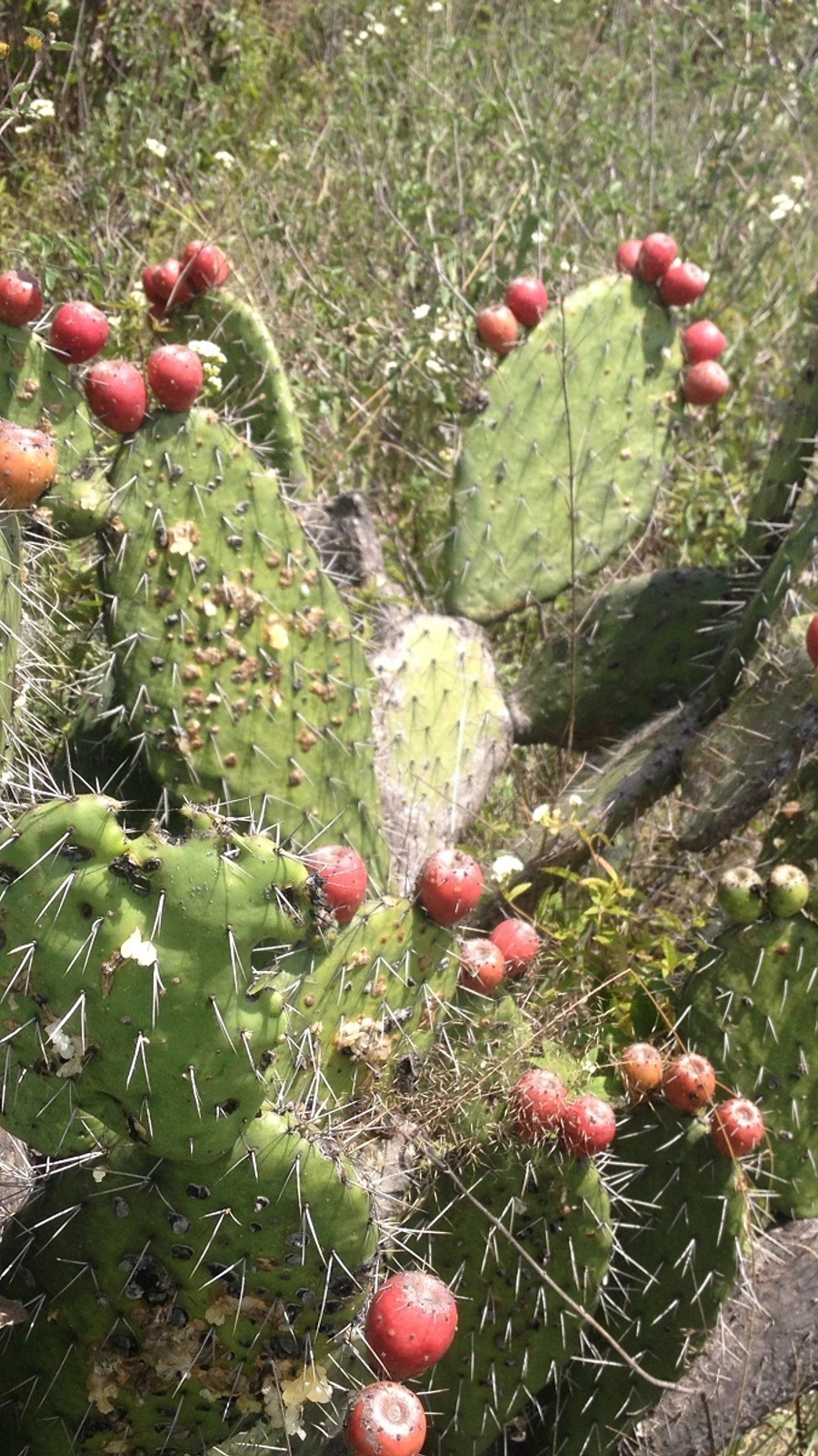 Opuntia depressa