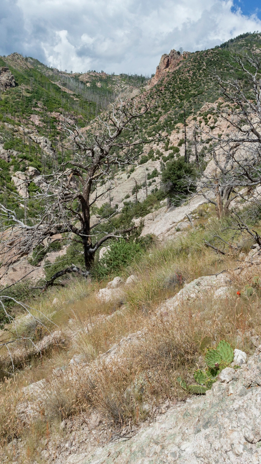 Opuntia dichotoma