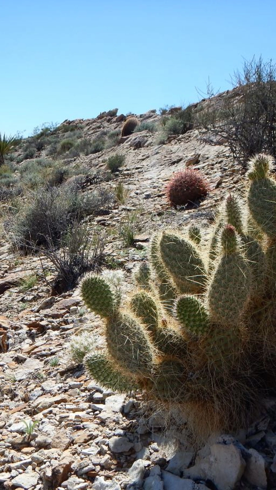 Opuntia diploursina