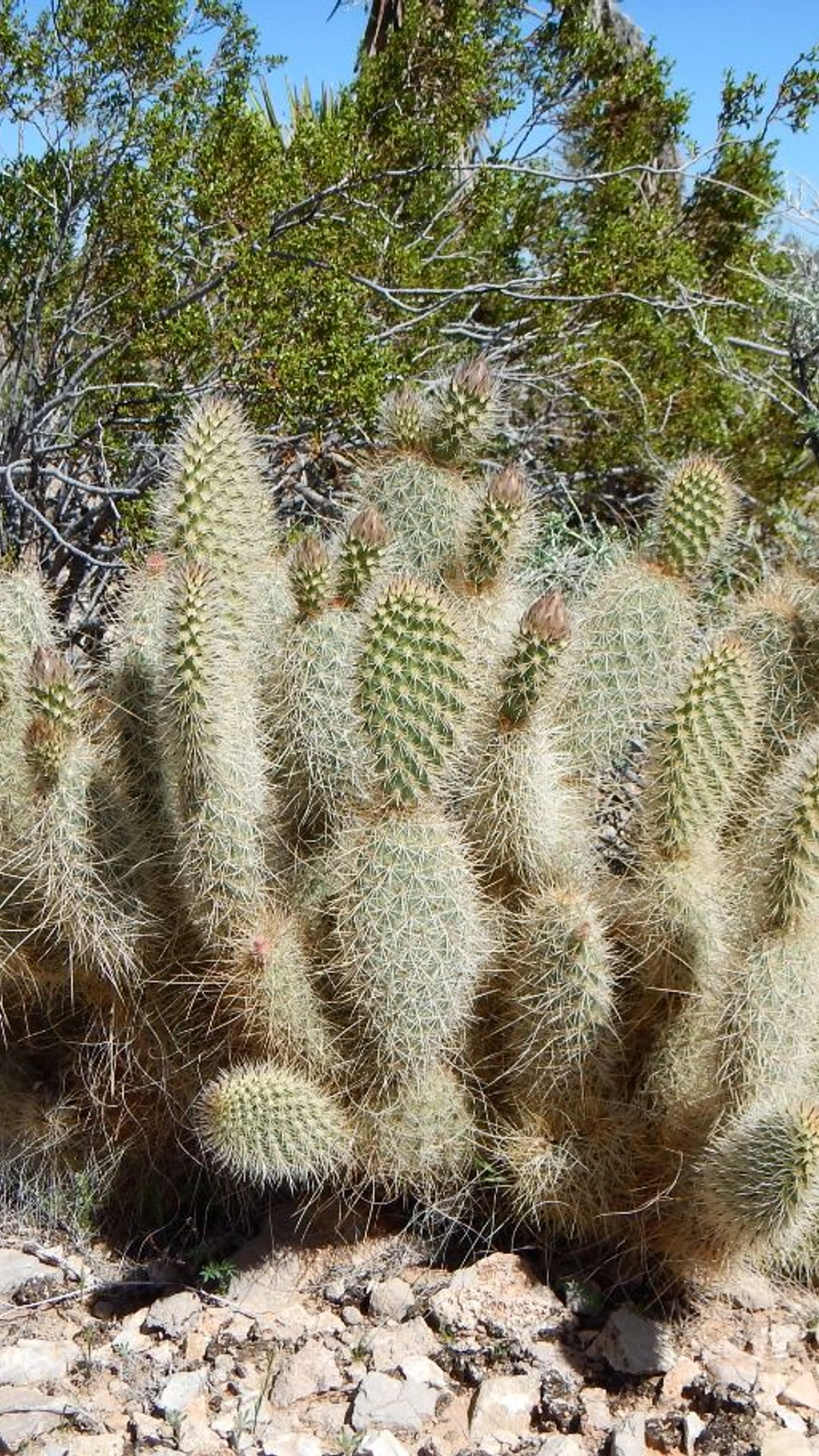 Opuntia diploursina