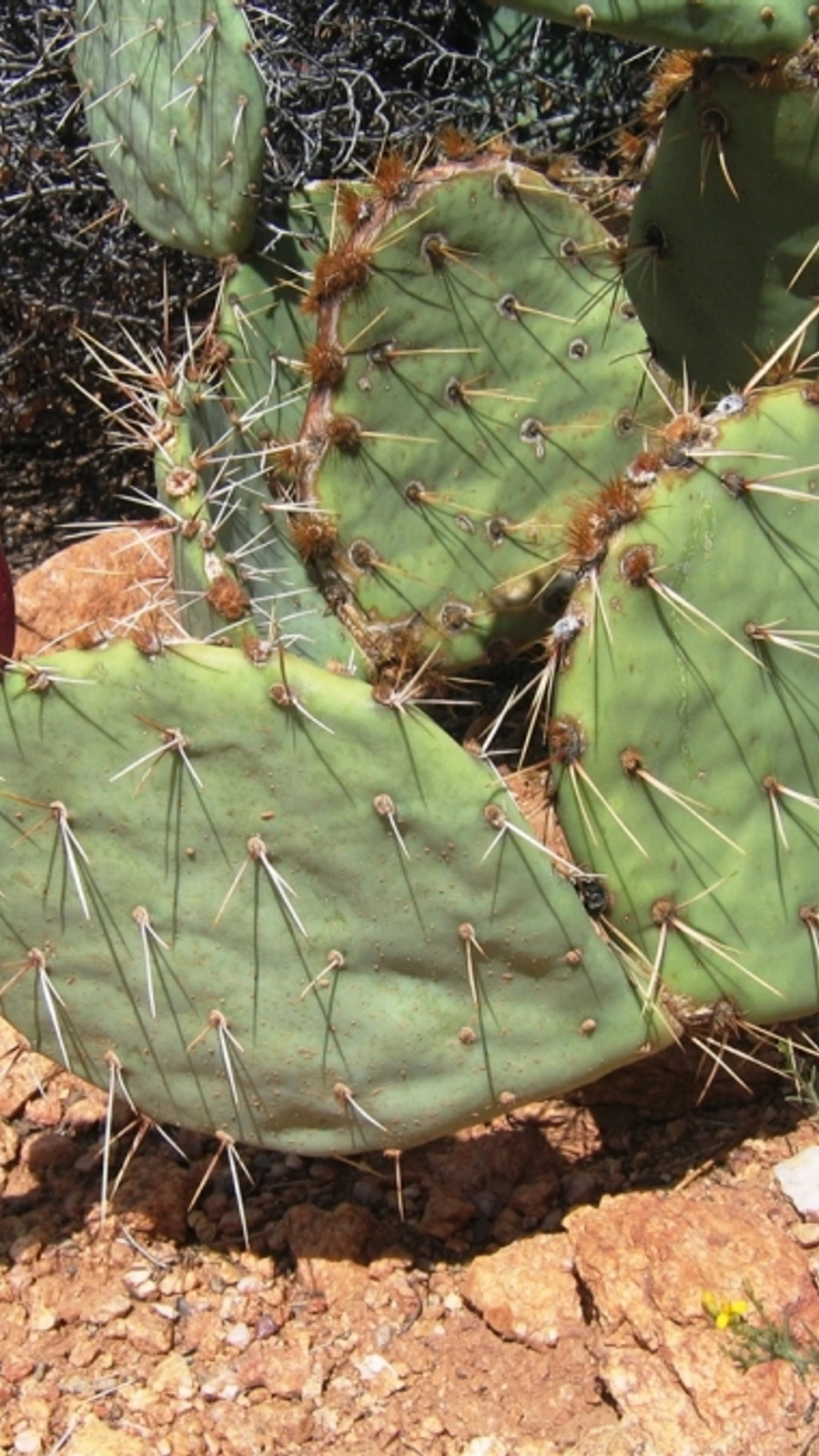 Opuntia dulcis