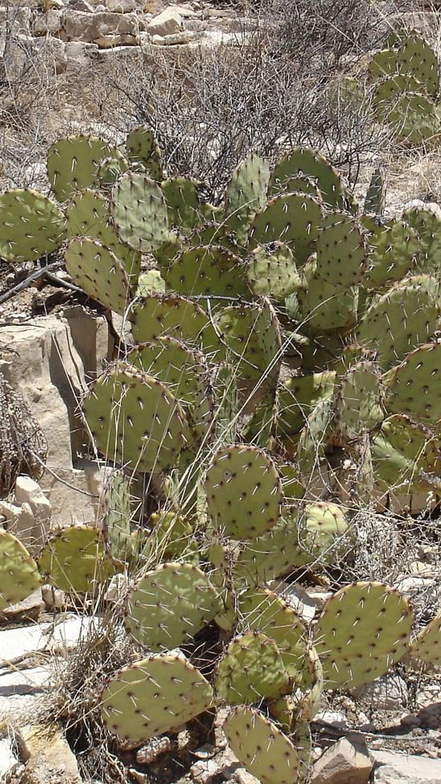 Opuntia dulcis
