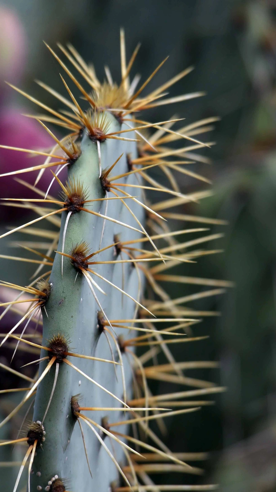 Opuntia flavispina
