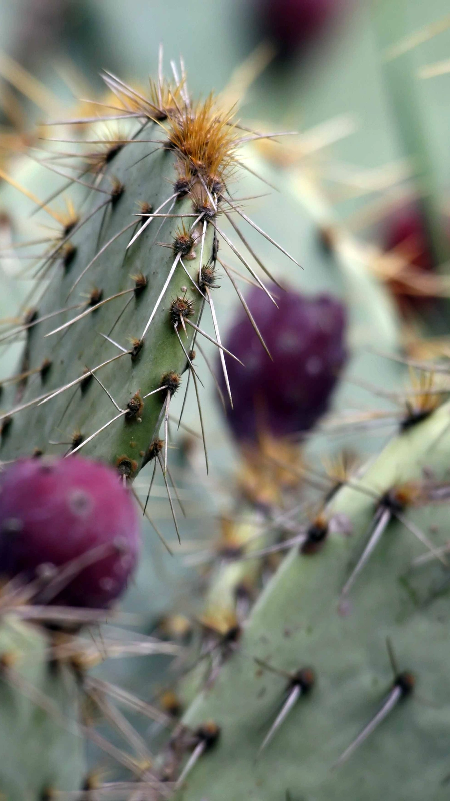 Opuntia flavispina