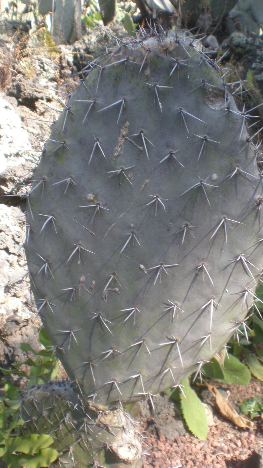 Opuntia fuliginosa