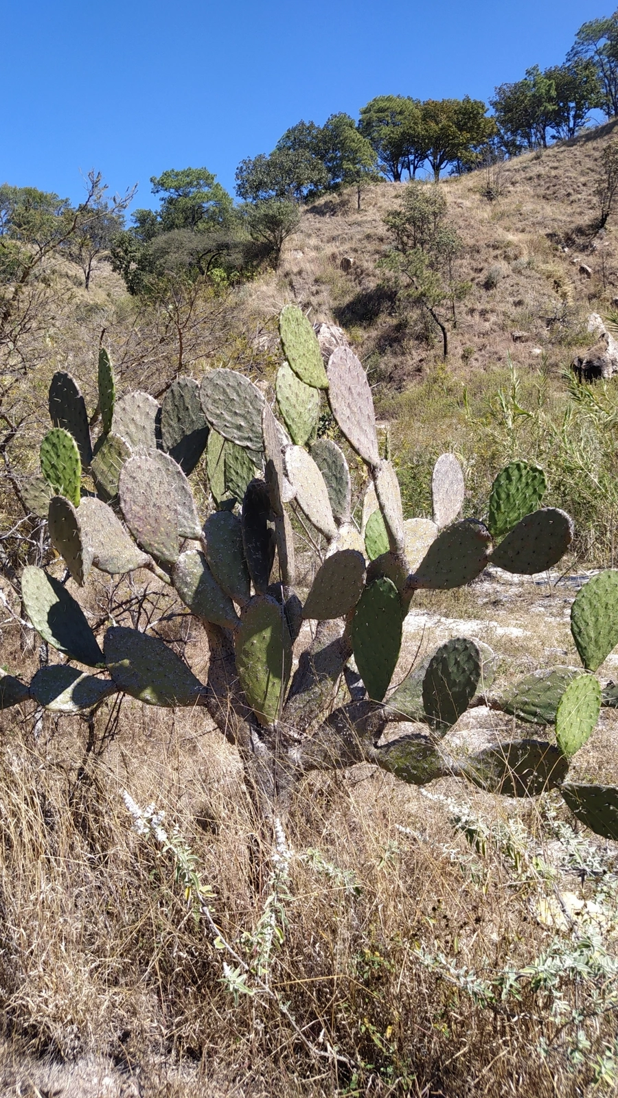 Opuntia fuliginosa