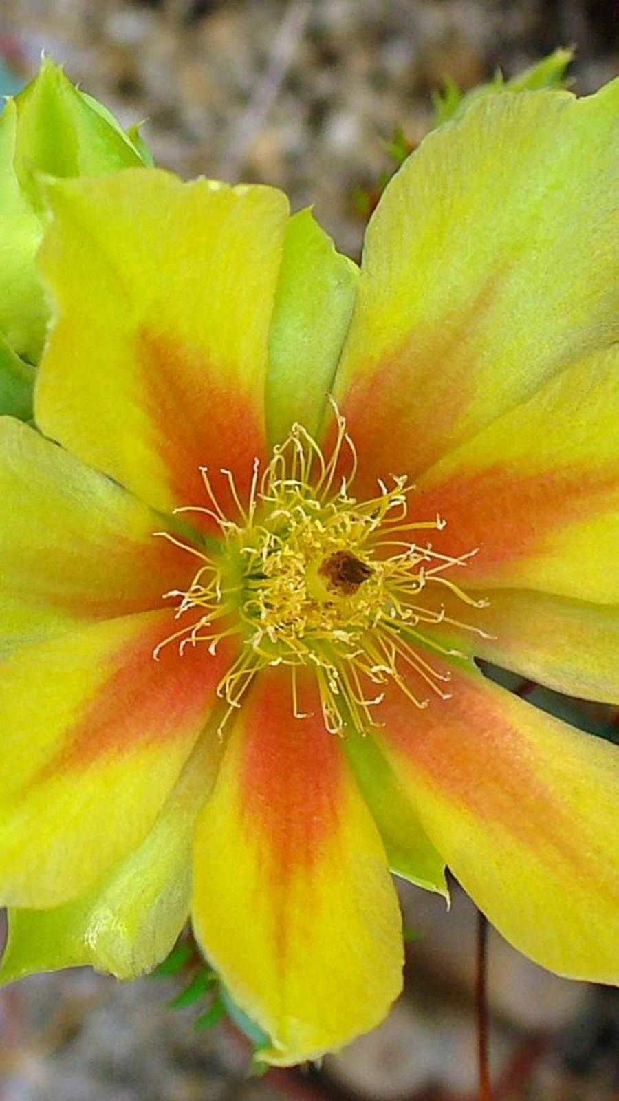 Opuntia gosseliniana