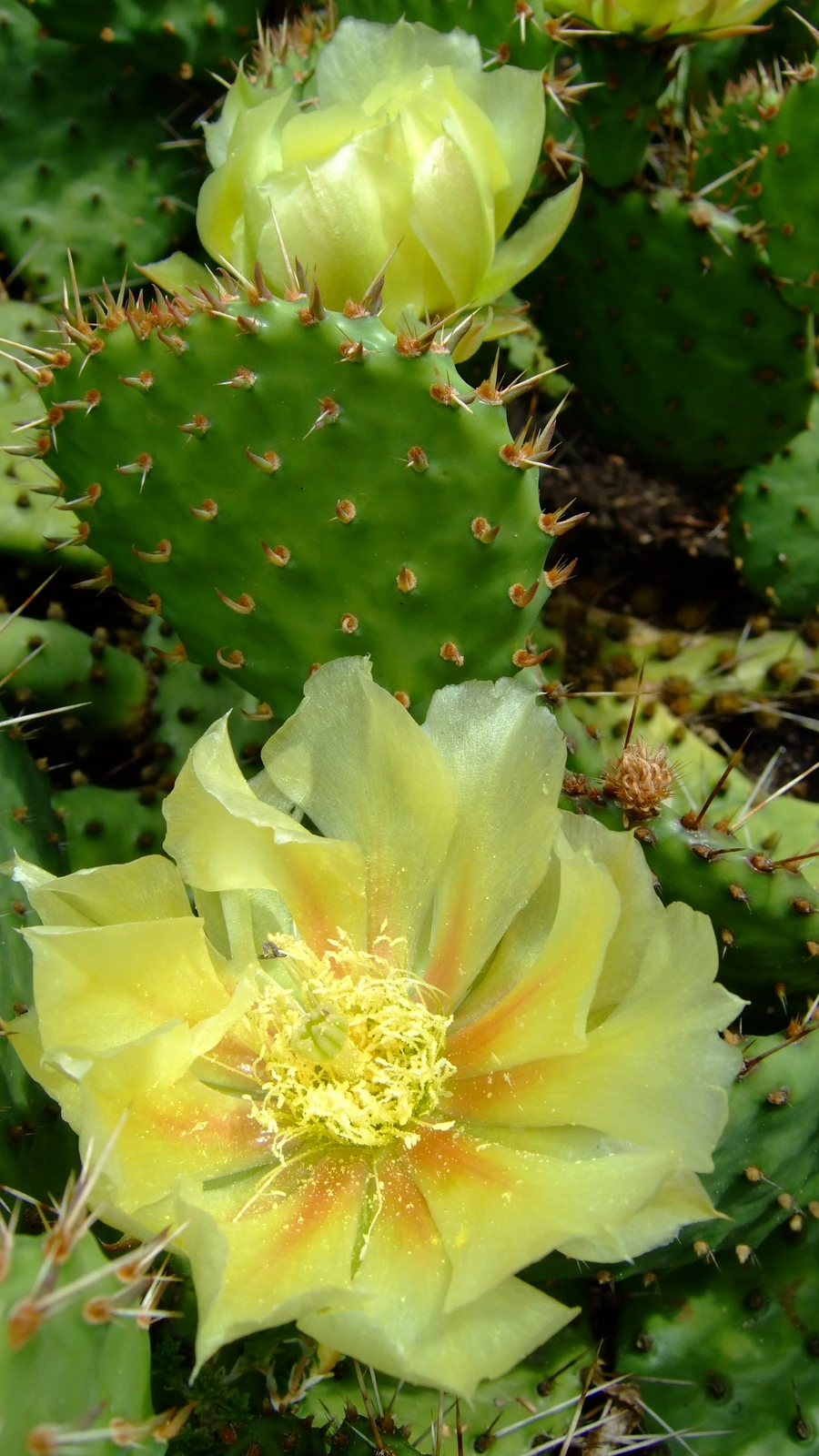 Opuntia howeyi