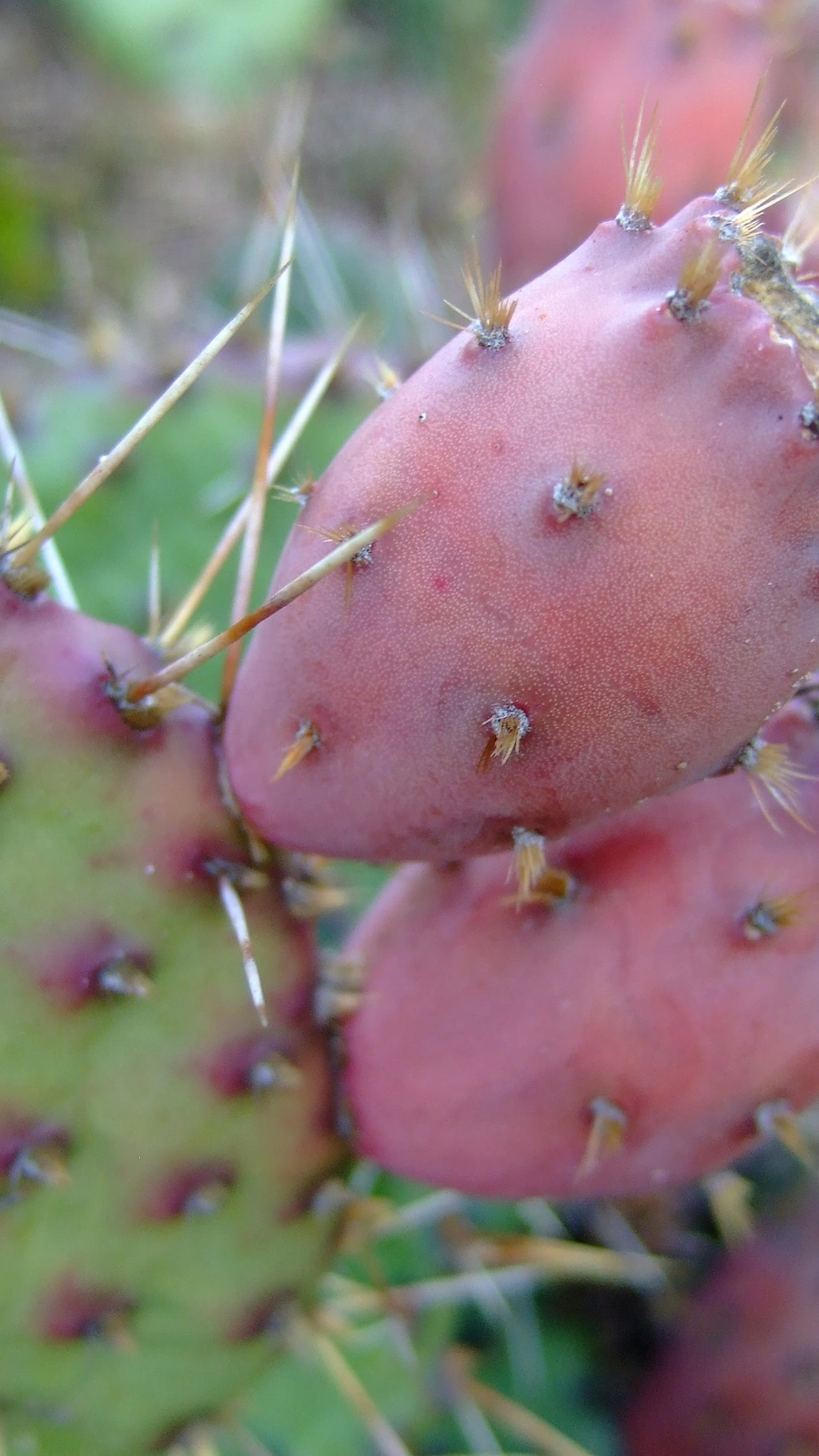 Opuntia howeyi