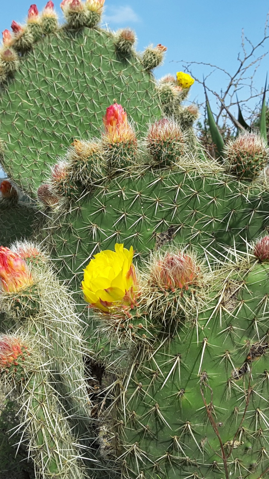 Opuntia huajuapensis