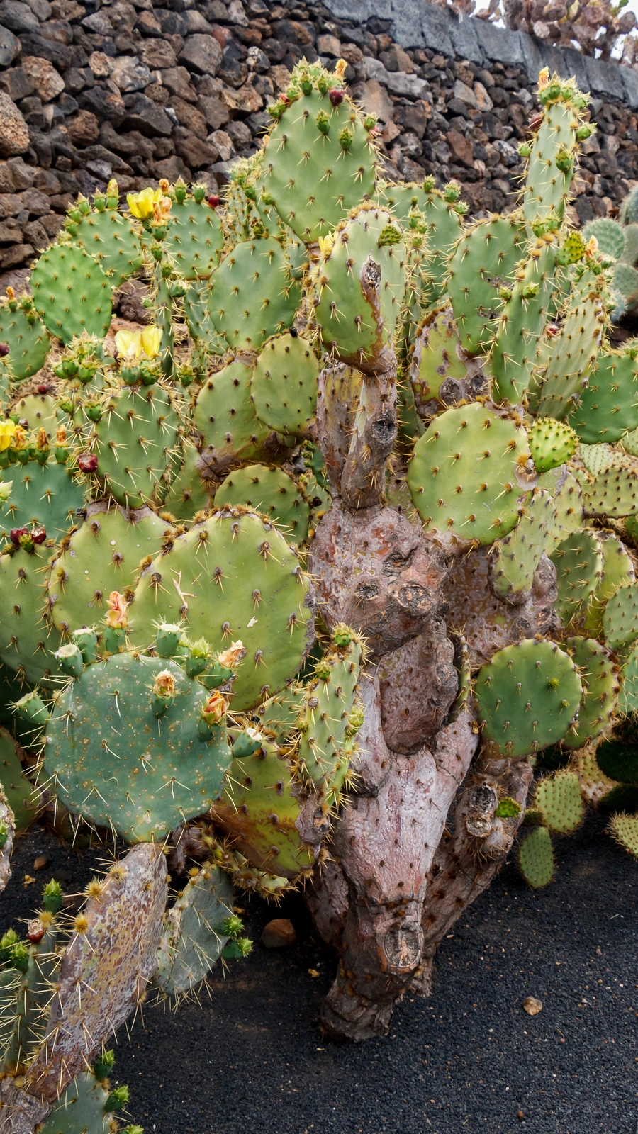 Opuntia hyptiacantha