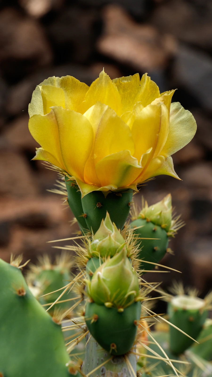 Opuntia hyptiacantha